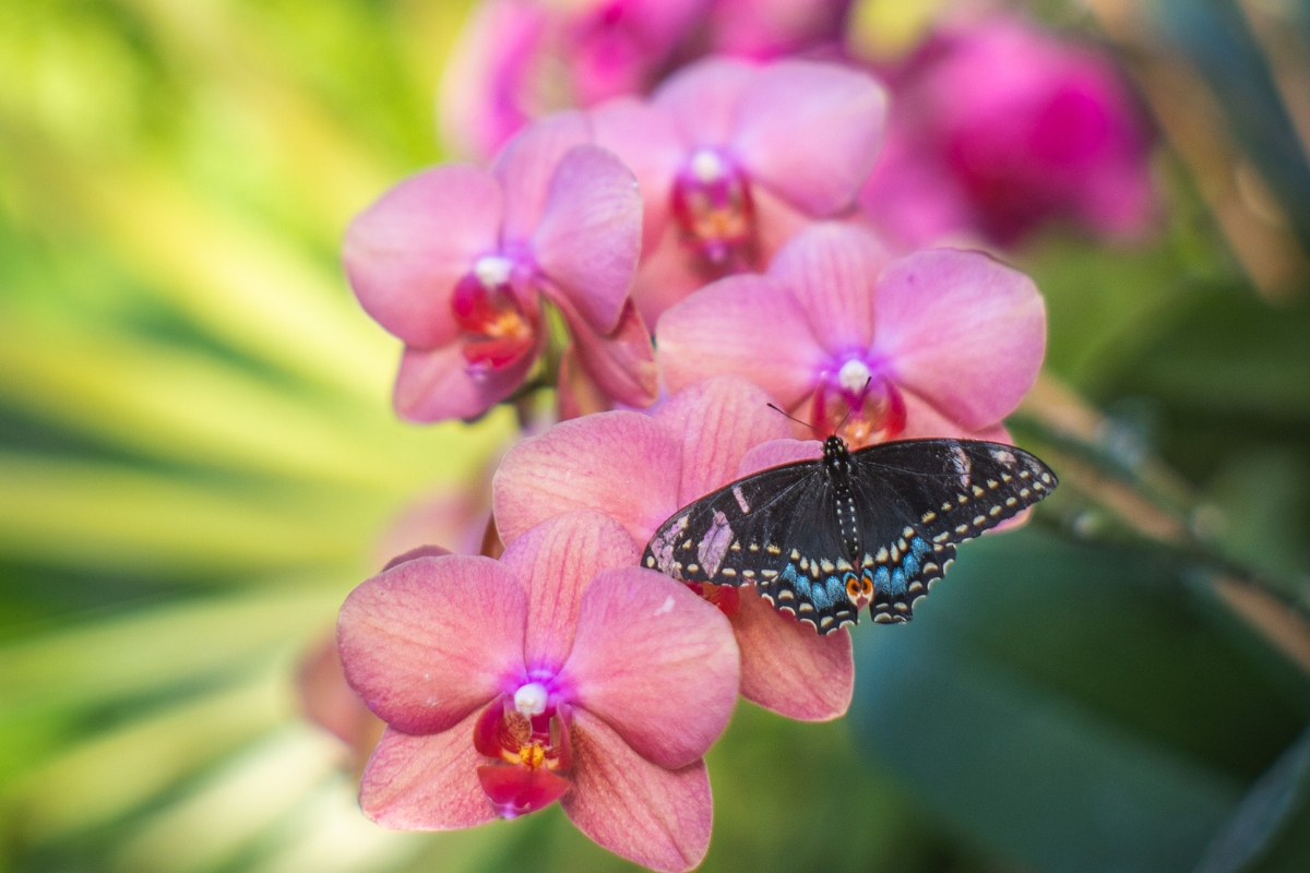 Butterfly on orchids