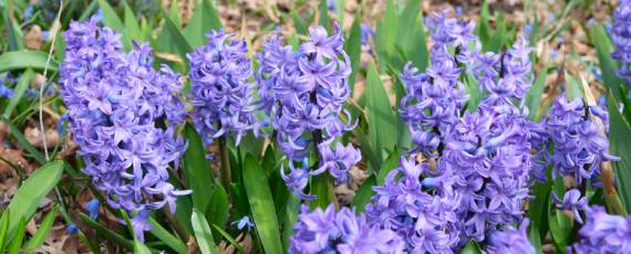 Purple hyacinths