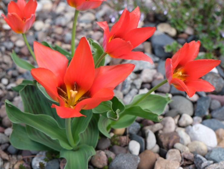 Tulipa greigii 'Orange Toronto' 2