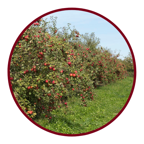 Apple trees at harvest time