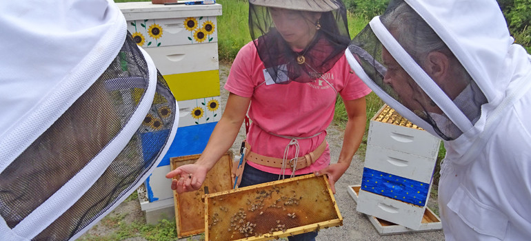Bee Hive opening, photo by Laura Cogswell